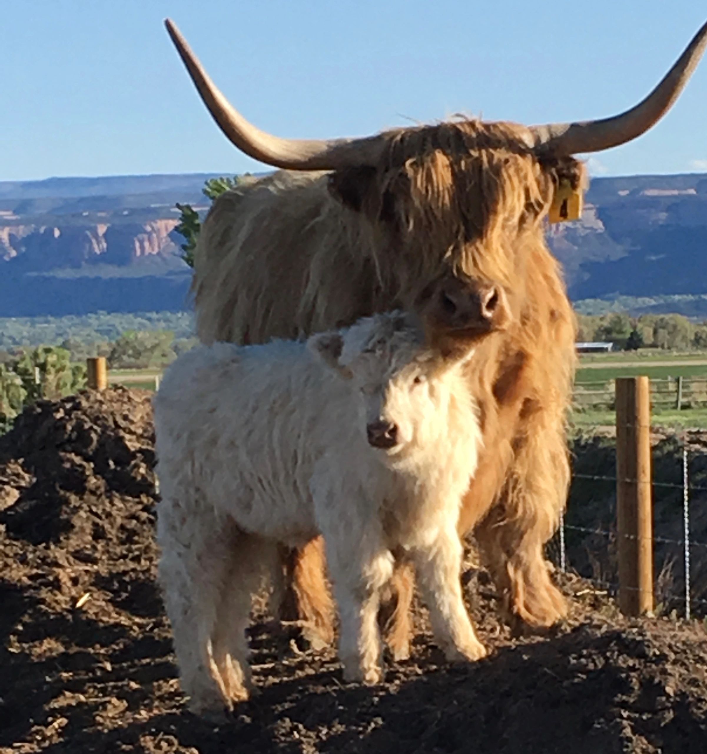 Hollys Highlands Miniature Cows Highland Cows Scottish Highlands
